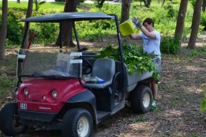 CarMax volunteer dumping weeds in a buggy for hauling