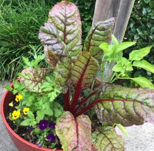 Swiss Chard. Image by Nikiya Ellis