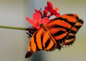 orange striped butterfly
