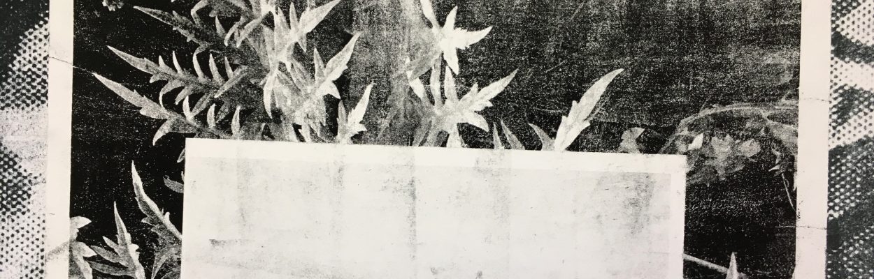 Black and white photograph-based screenprints and lithographs of plants by Work by Paloma Barhaugh-Bordas/