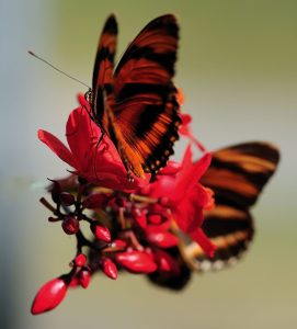 Red butterfly at Butterflies LIVE! Image by Don Williamson