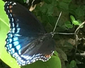 Beautiful black butterfly with iridescent blue and purple windows on its hind wing, orange spots on the tips of its forewing. Butterfly host plants includ the willow.