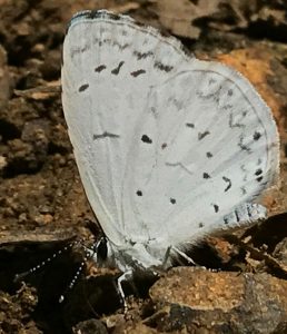 A close up view of a pale blue butterfly, its wings are closed and lightly marked with black dots and gray dashes