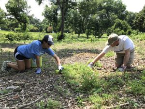 CarMax Cares volunteers weeding in the hot sun and still smiling
