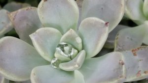 A water drop is visible at the center of Echeveria, one of many types of succulents.