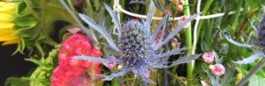 Botany for Floral Designers