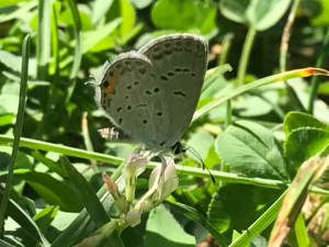 Very light gray butterfly with double rows of black spots, and a splash of orange right next to its tiny thread-like tail