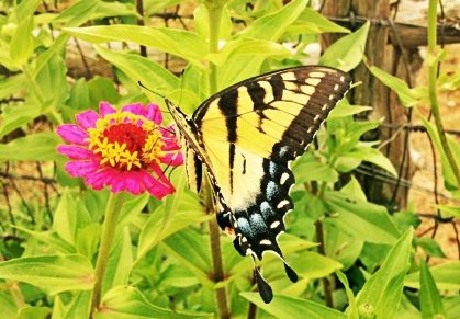 Tiger swallowtail in a butterfly garden