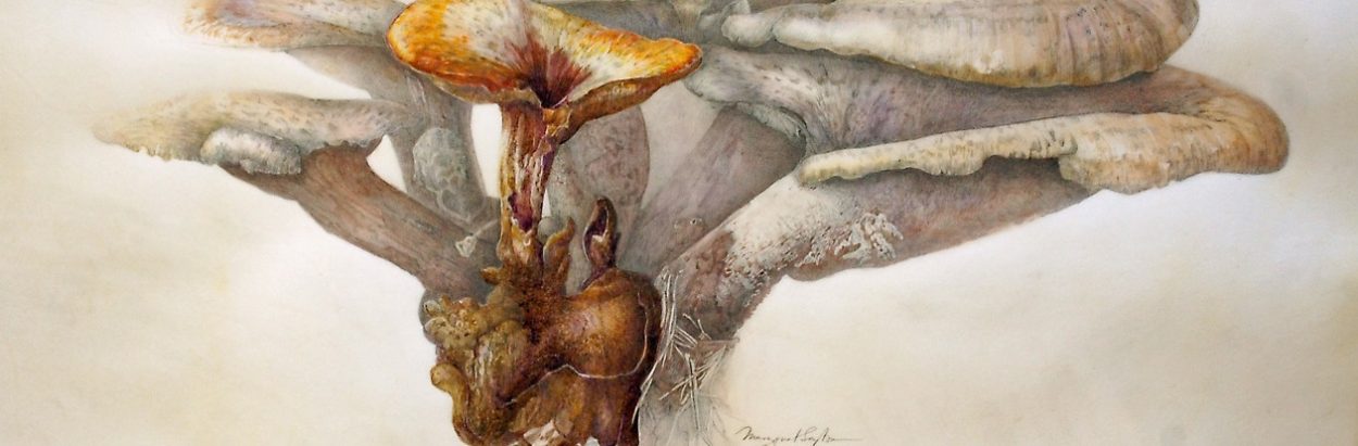 Painting Fungi Margaret Saylor