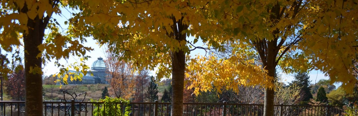 Seasonal Garden Walk November