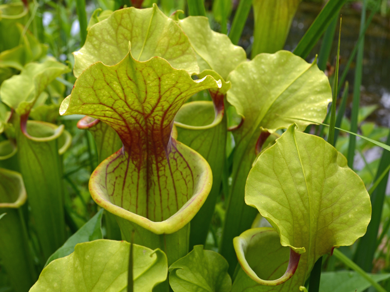 Pitcher Plants at Lewis Ginter Botanical Garden -- part of the wetland ecosystem