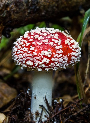 Biology for Botanical Artists Fungi Mushrooms