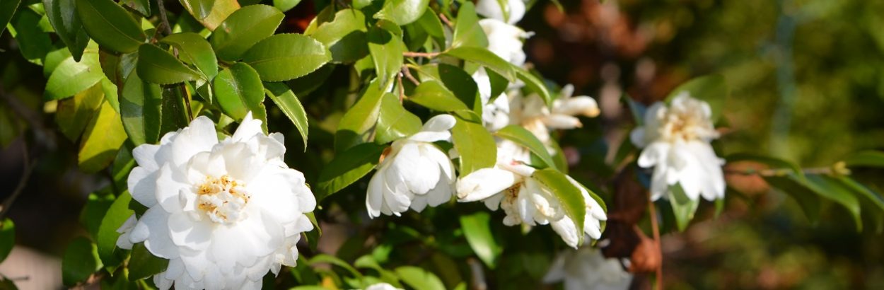 Seasonal Garden Walk