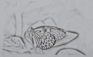 Coloring page of a butterfly photograph by Schlesinger