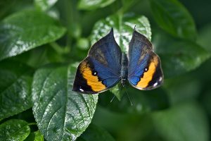 -- butterfly