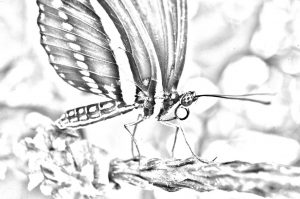 Black and white coloring page rom Schlesinger's book featuring closeup of a butterfly from Butterflies LIVE!