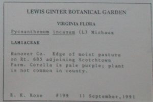 Example of card from the herbarium