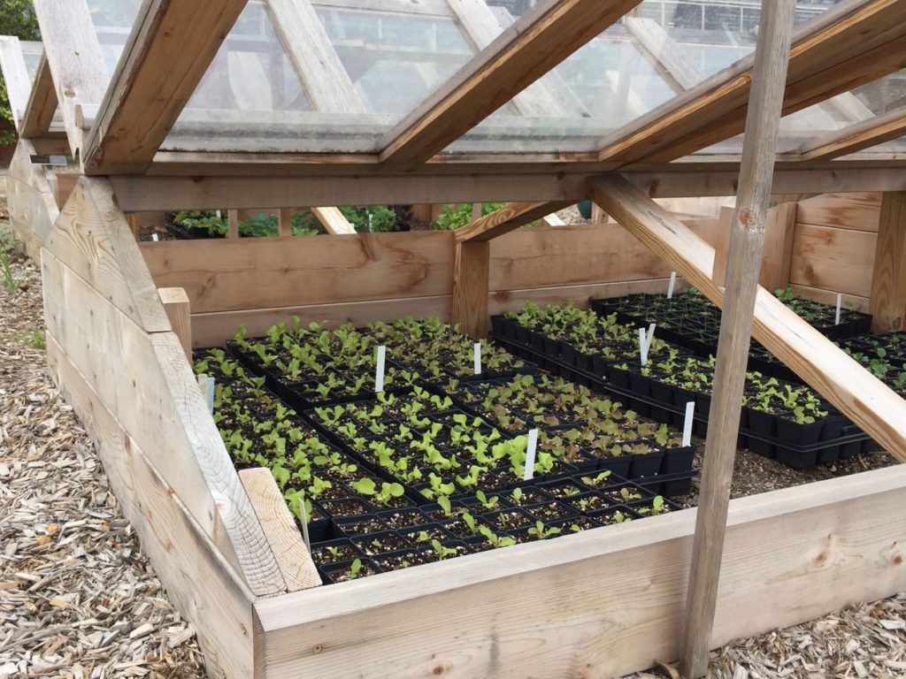 image of an open cold frame with lettuce seedlings