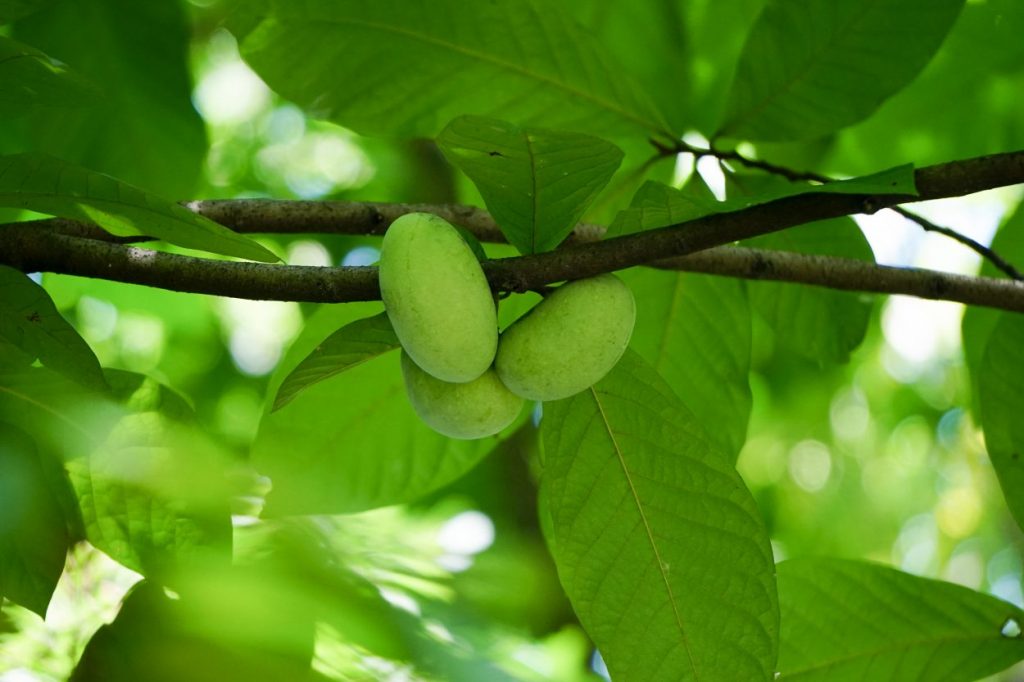 Pawpaws at Pony Pasture, August of this year