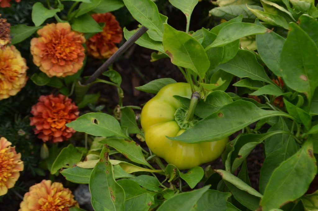image of marigolds and green peppers