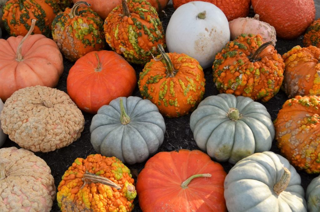 assorted pumpkins and gourds