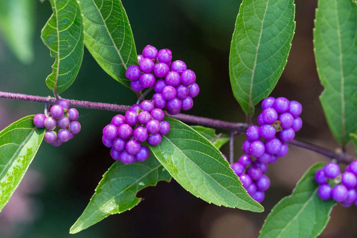 Purple berries of the beautyberry add beauty to winter's garden.