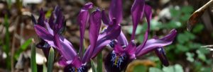 Seasonal Garden Walk February