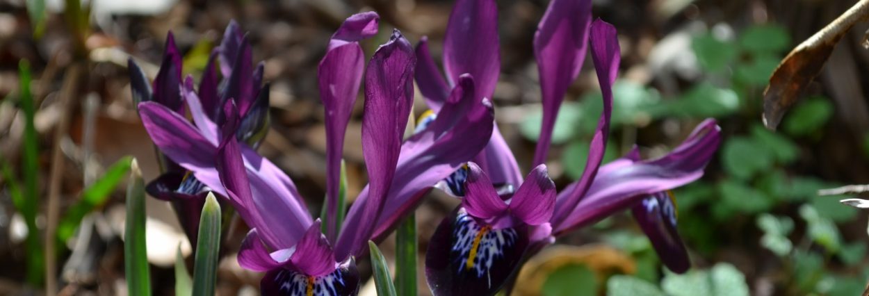 Seasonal Garden Walk February
