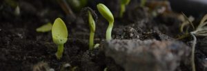 Soils organic matter and sustainable gardening
