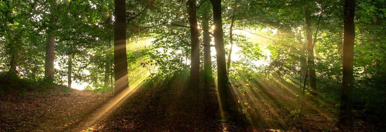 Hidden life of trees