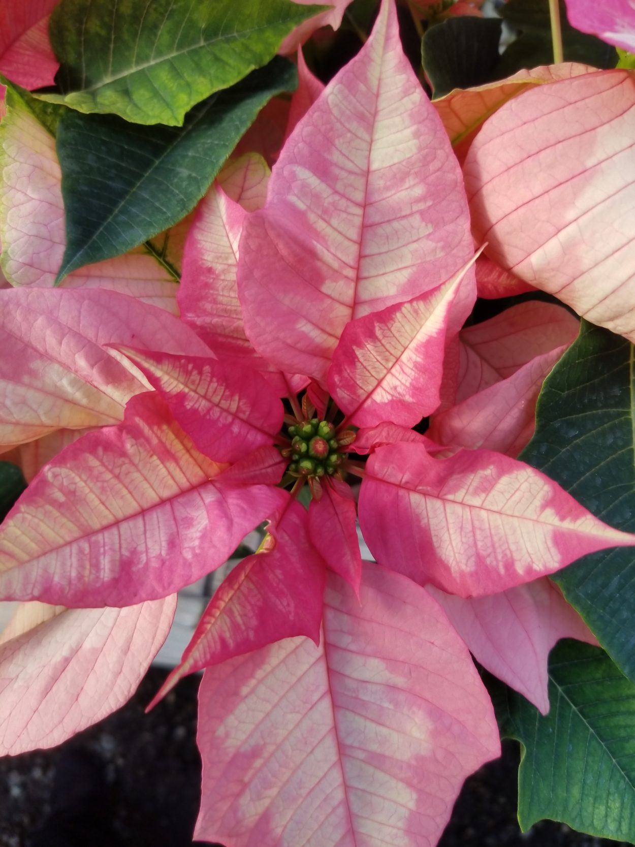 Close-up of a pink poinsettia called Ice Punch.