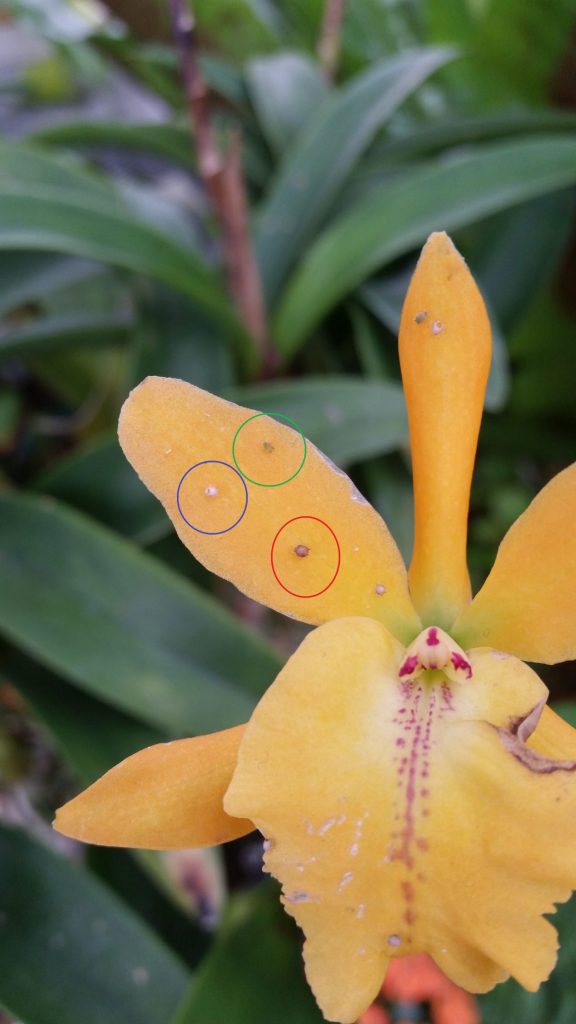 Yellow orchid with different aphid mummy stages showing one of many ways how to control aphids 