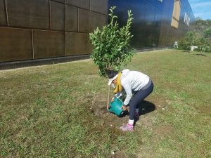 Tree care