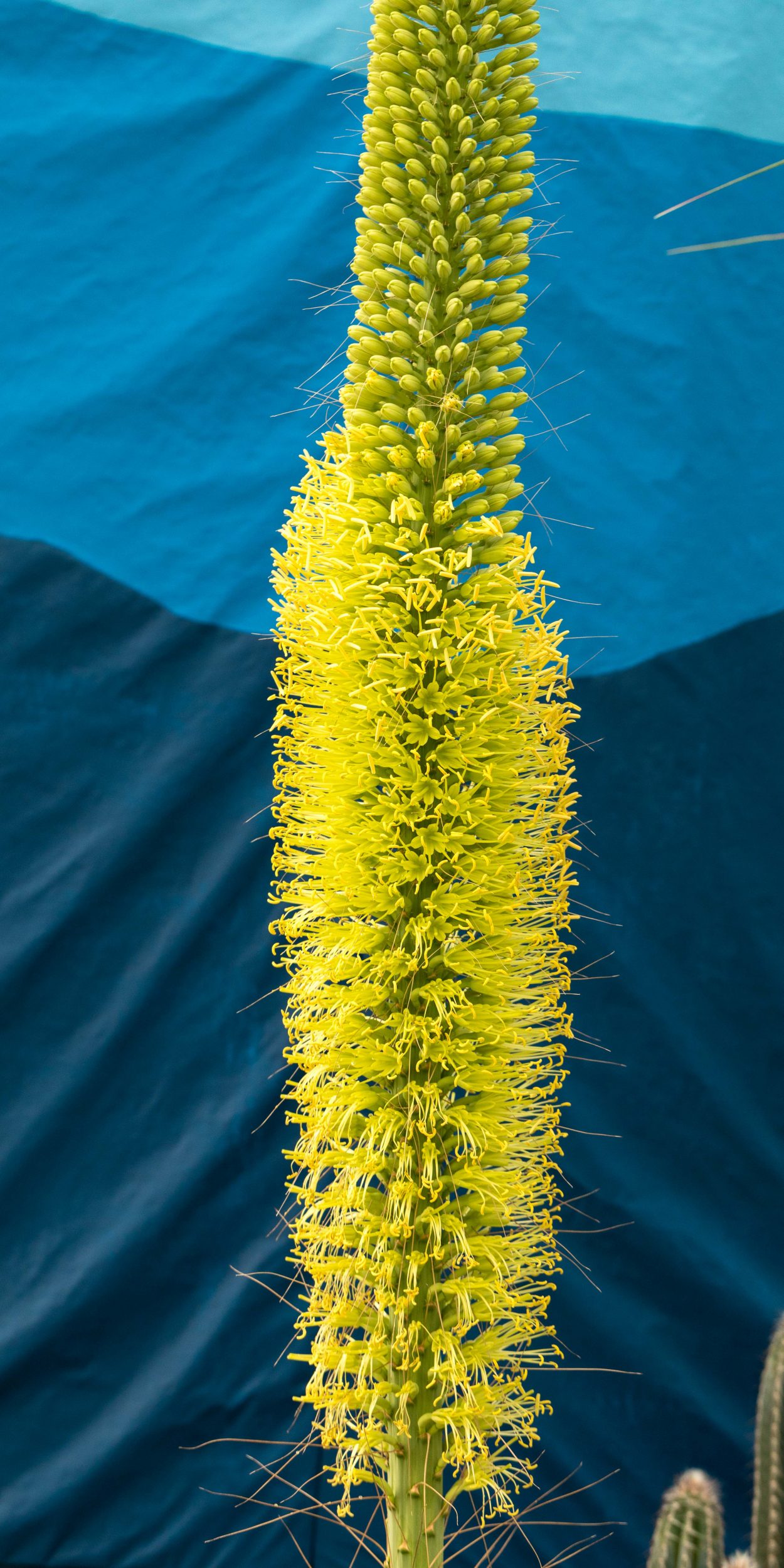 Century Plant Blooming Now at Lewis Ginter Botanical Garden