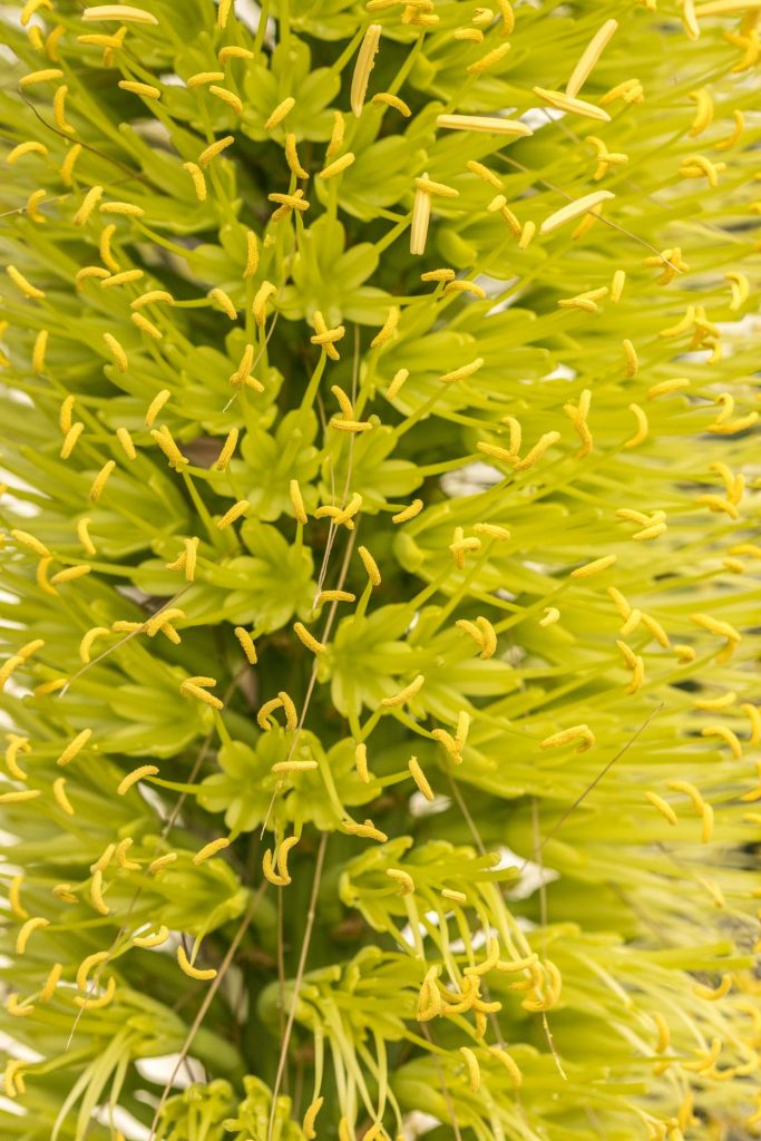 Yellow to green flowers of Agave titanota in bloom at Lewis Ginter Botanical Garden