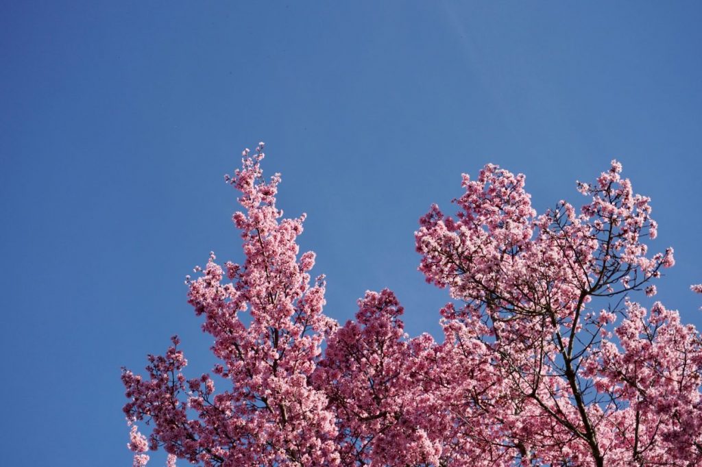 cherry blossoms with a blue sky