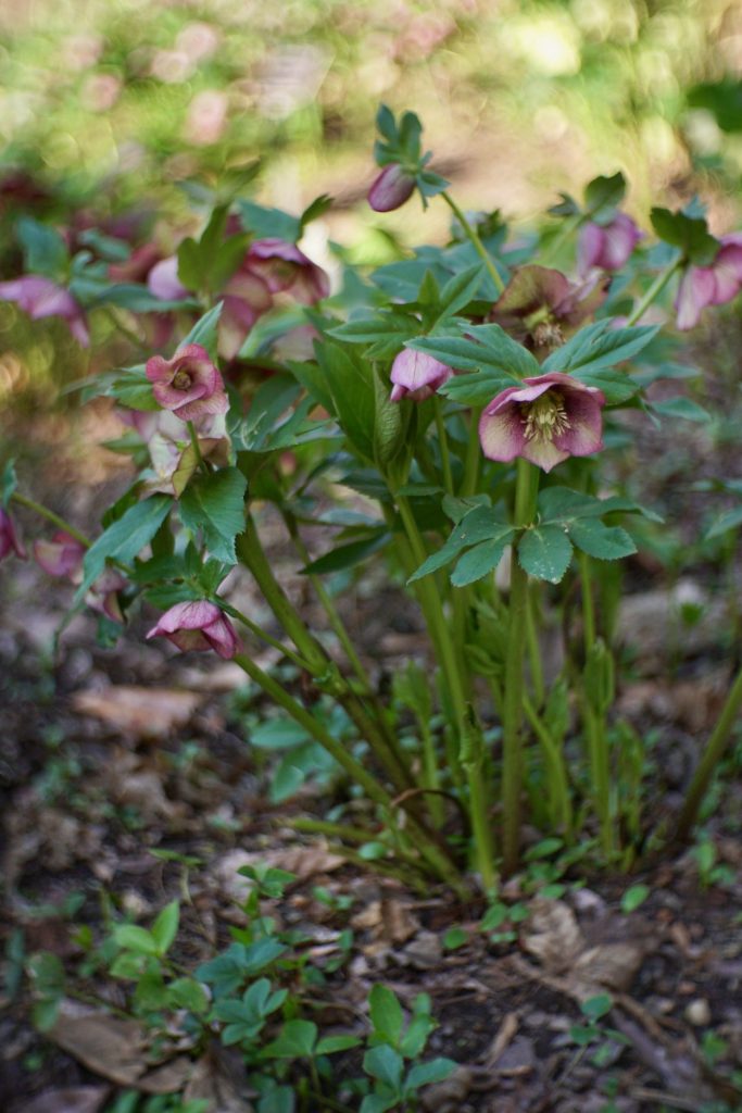 Hellebores in white and burgundy