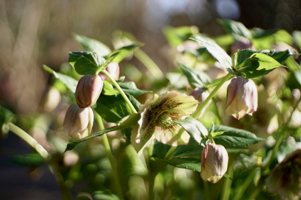 Hellebores shining in the afternoon light