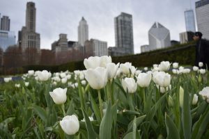 Lurie Garden in Spring