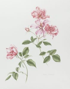 Rose illustration by artist Judith Towers