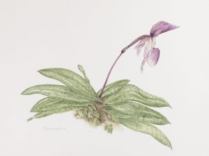 Papheopedilum illustration by artist Judith Towers