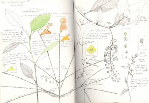 nature journal by Lara Call Gastinger