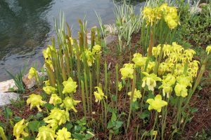 Pitcher plants in chartreuse in the West Island Garden, a wetland garden