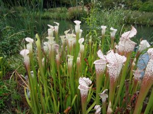 sarracenia plants in a wetland garden