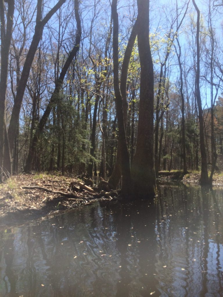 A swamp in South Carolina with raised berms