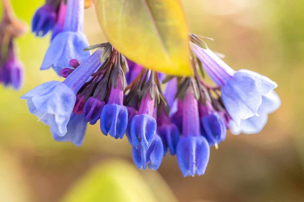 Virginia Bluebell buds. Image by Tom Hennessy