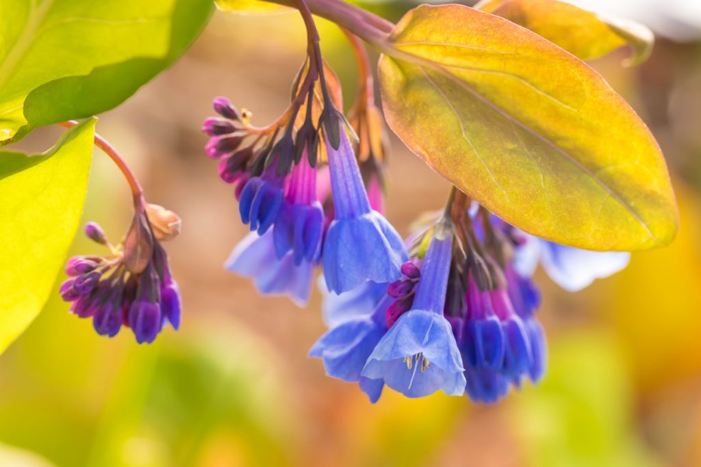 Springtime blooms of the Virginia bluebells. Image by Tom Hennessy