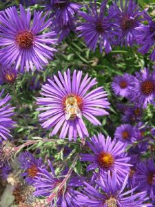 plants for pollinators fall