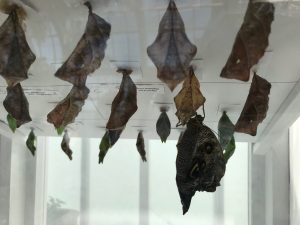 butterfly installation