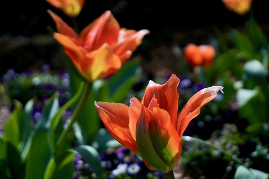 Apricot colored tulips in the sunlight